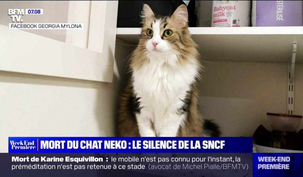 chat sncf