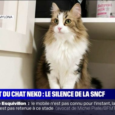 chat sncf
